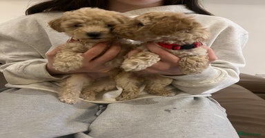 Miniature Poodle dogs Gorgeous miniature poodle pups - Advert 1