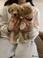 Miniature Poodle dogs Gorgeous miniature poodle pups - Advert 1
