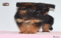 German Shepherd dogs for sale: German shepherd puppies  - Image 16