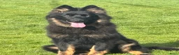 German Shepherd dogs for sale: Big,beautiful,wolf eyes puppies  - Advert 16