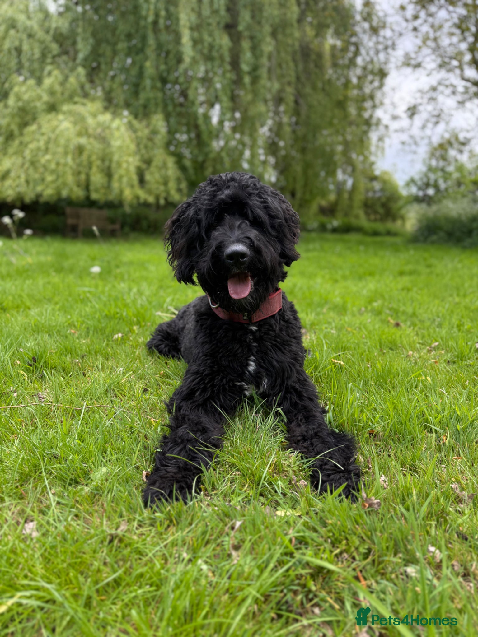 Bernedoodle dogs Loving Forever Home Needed  - Advert 12