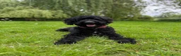 Bernedoodle dogs for sale: Loving Forever Home Needed  - Advert 1