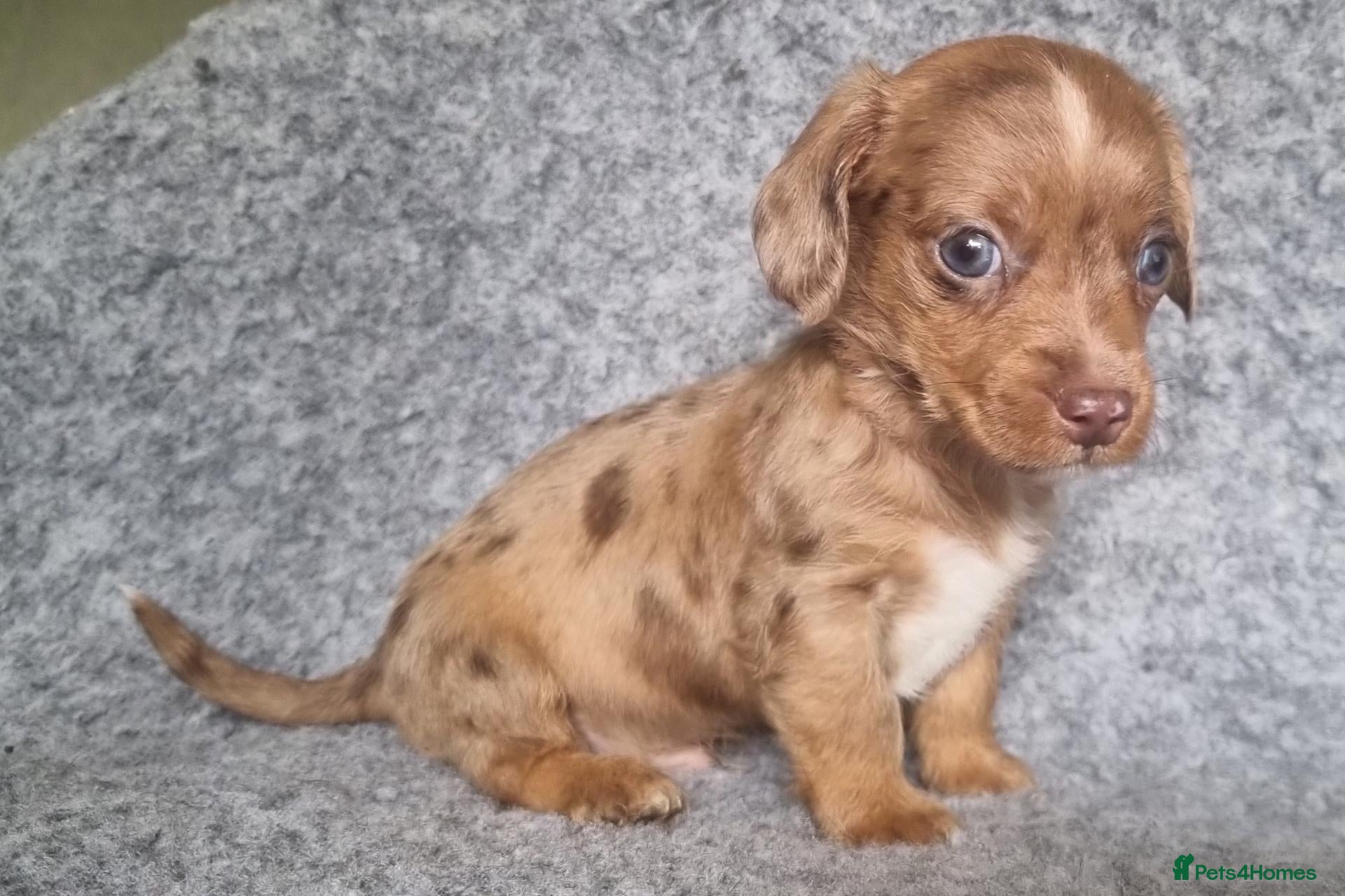 Mixed Breed dogs Wire Dachshund x Super Cute Puppies - Advert 1
