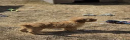 Cavapoo dogs for sale: Quality,Home reared cavapoo puppies - Advert 15