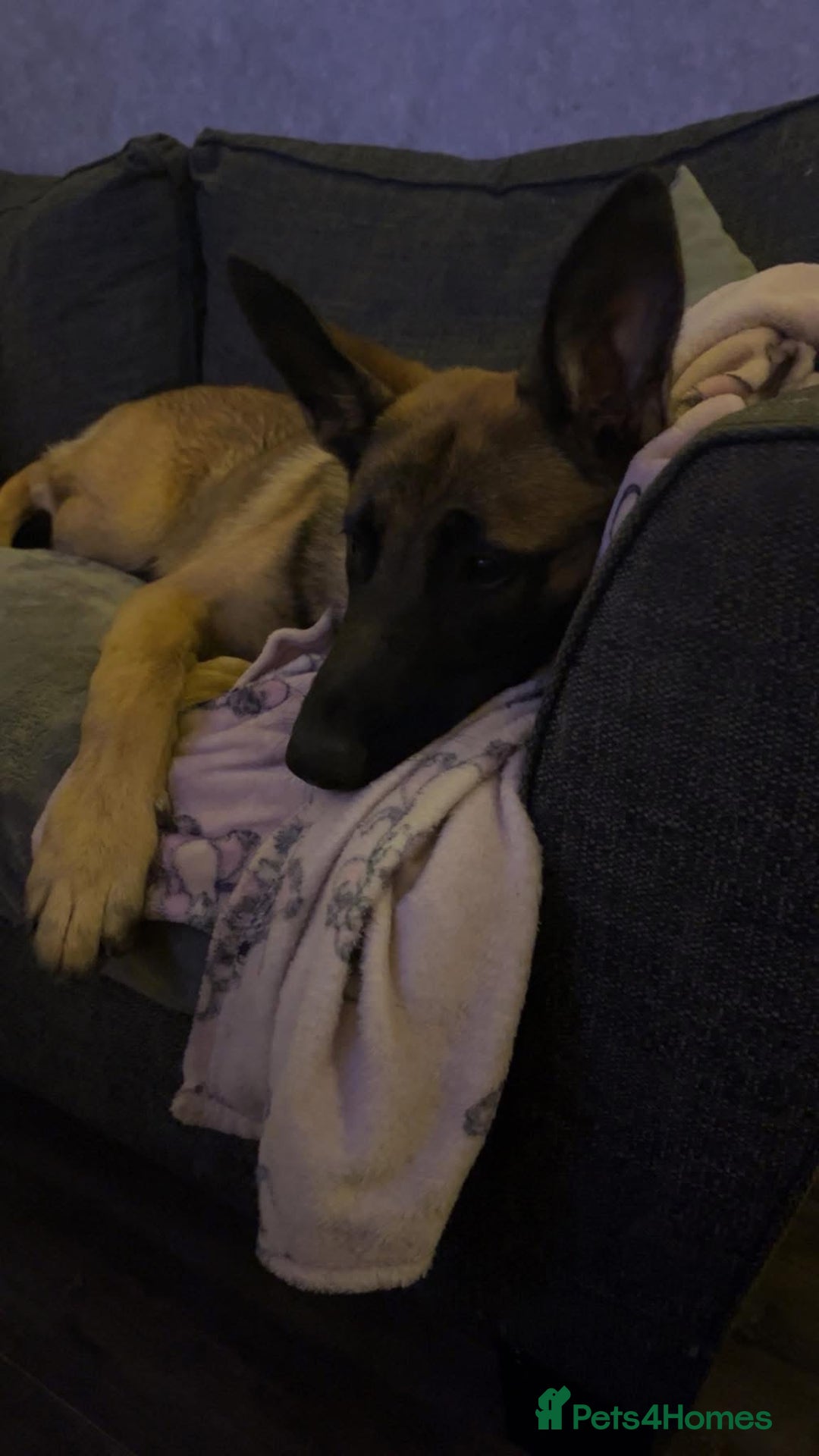Mixed Breed dogs for sale: Bear The Belgian Shepard  - Image 2