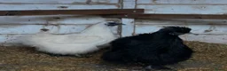 Chickens poultry for sale: Silkie Hatching Eggs - Advert 10