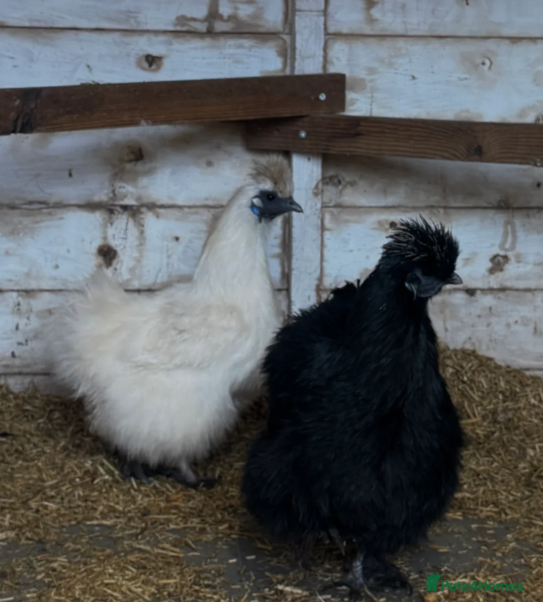 Chickens poultry for sale: Silkie Hatching Eggs - Advert 10