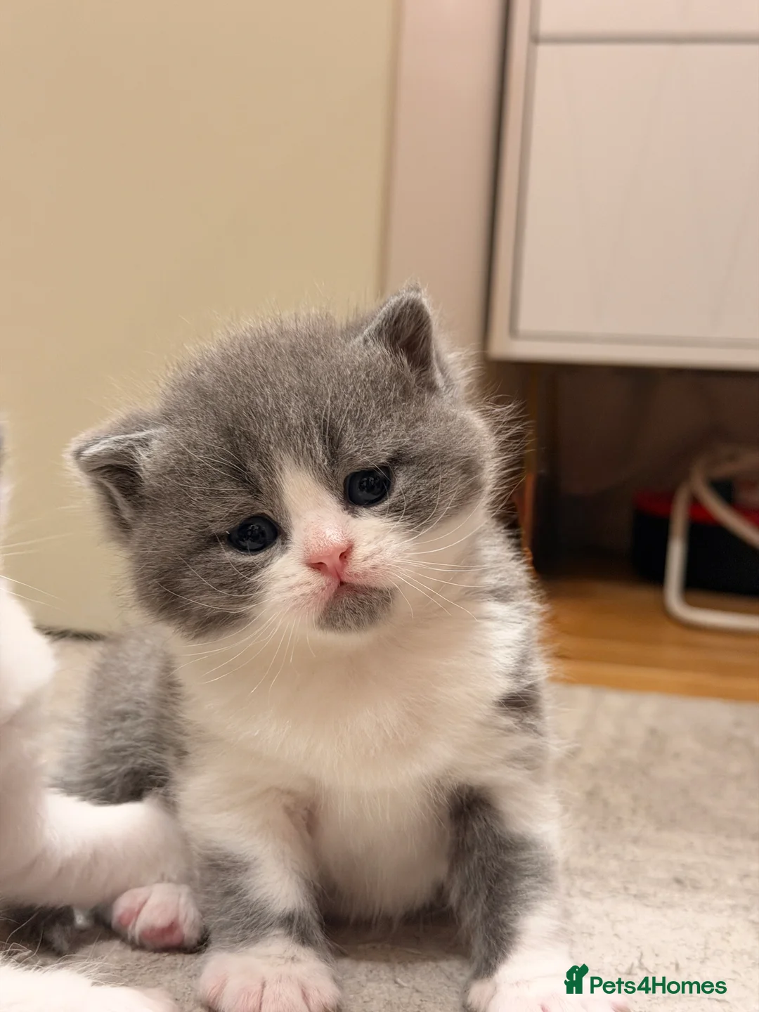 British Shorthair cats for sale: adorable british shorthair babies - 2boys & 2girls - Advert 2
