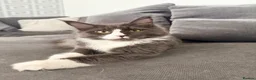Maine Coon cats for sale: 3 stunning TICA Boys - Advert 4