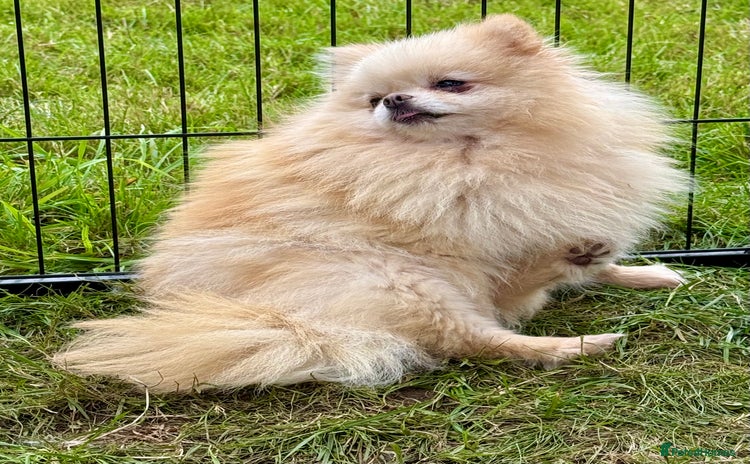 Pomeranian dogs - Advert 5