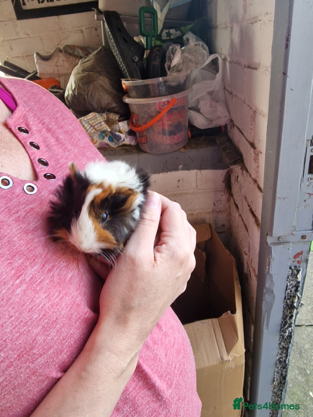 Guinea Pig rodents for sale: guinea pigs available  - Advert 5