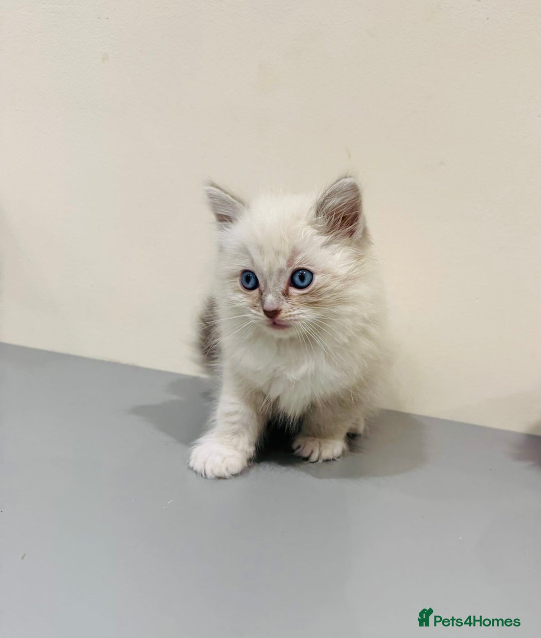 Ragdoll cats for sale: Adorable Pure Ragdoll Kittens - Advert 35