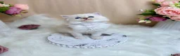 Ragdoll cats for sale: Outstanding Ragdoll Kittens✨Exceptional Quality - Advert 13