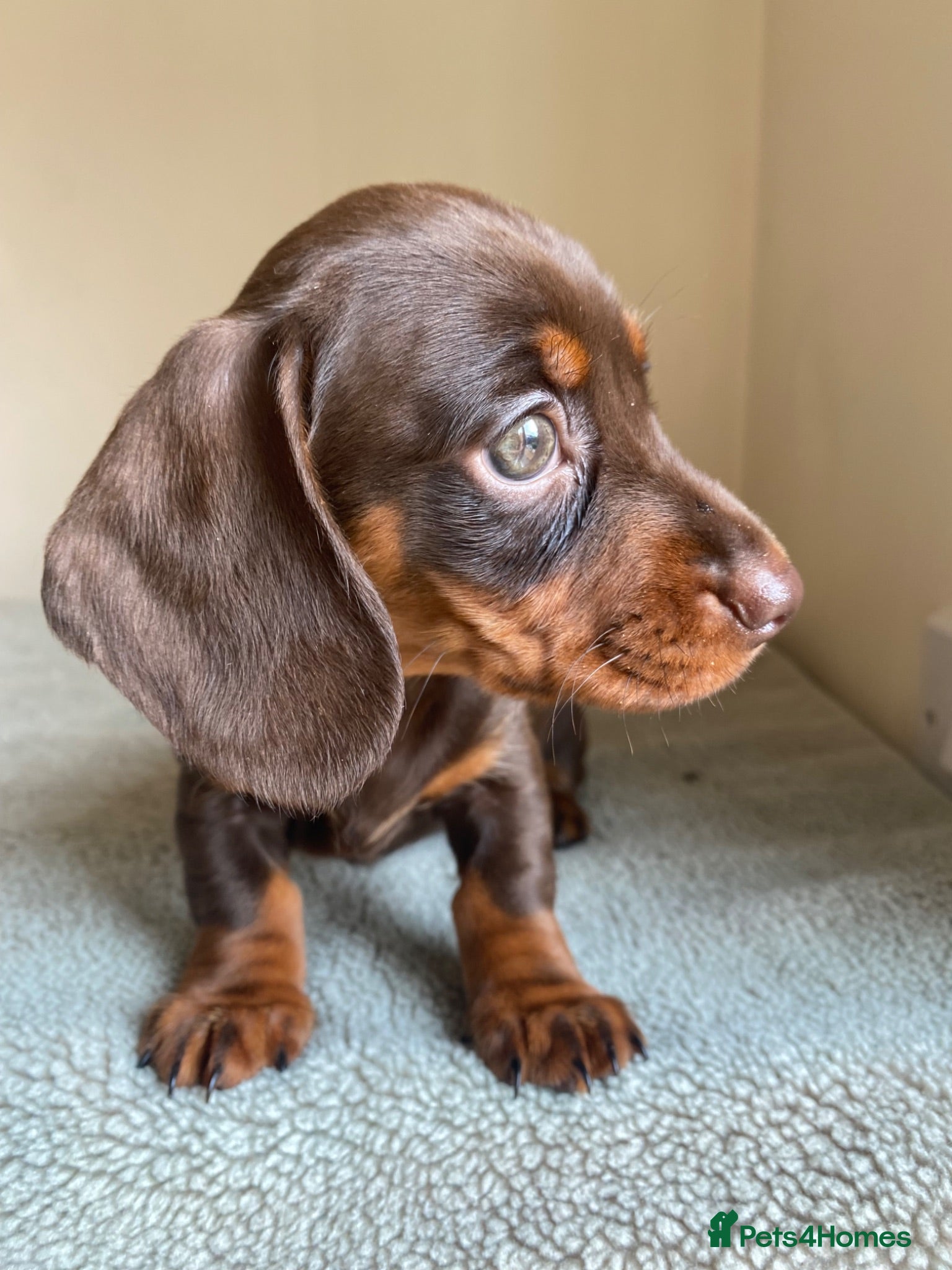 Miniature Dachshund dogs READY NOW 🩷 ONE FEMALE  - Advert 7