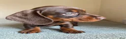Miniature Dachshund dogs for sale: READY NOW 🩷 ONE FEMALE  - Advert 1