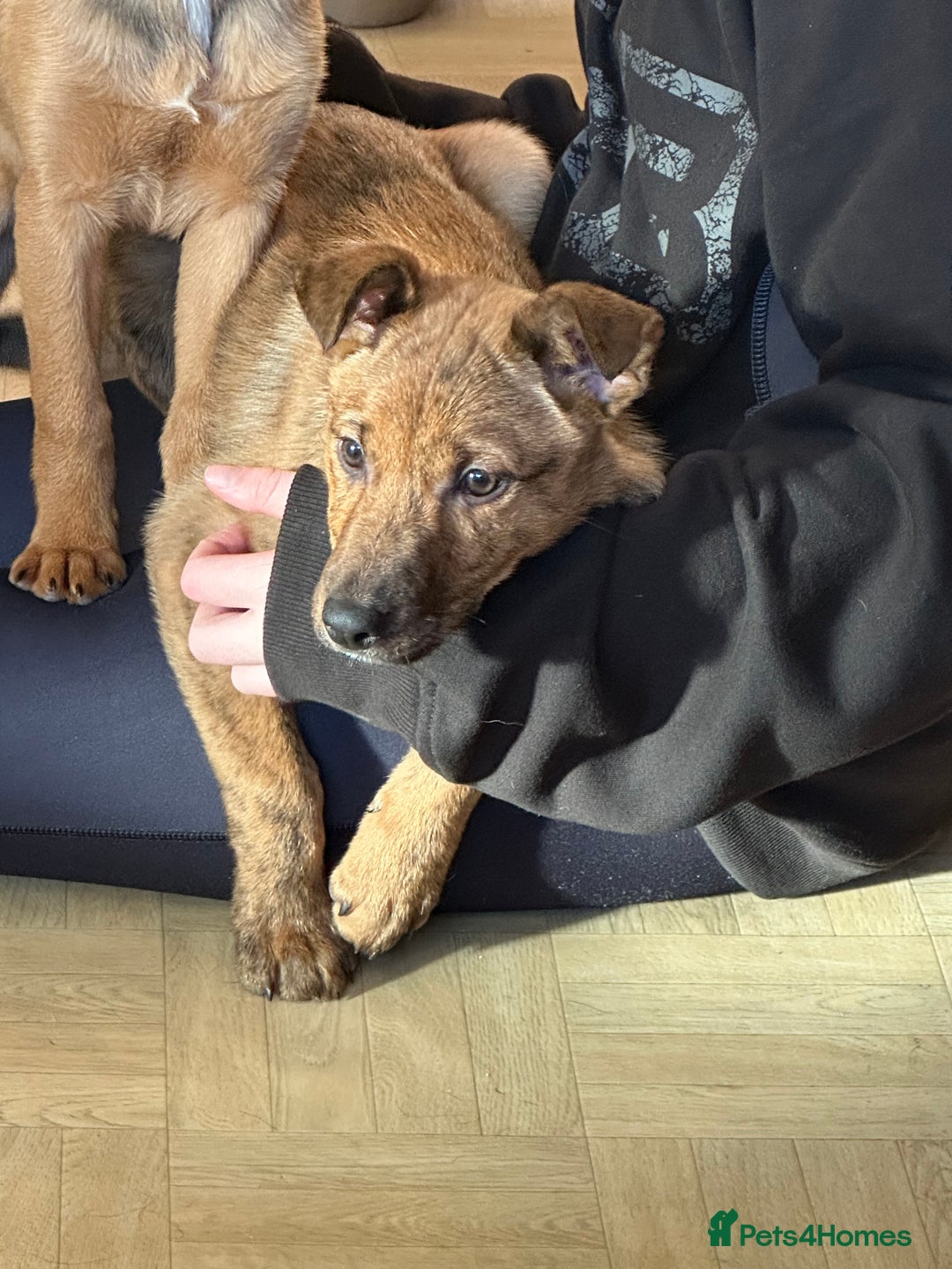 Mixed Breed dogs for sale: Kelpie x Collie puppies - Advert 3