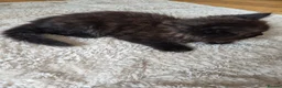 Persian cats for sale: Persian cross kitten - Advert 4