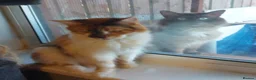 Ragcoon cats for sale: Ragcoon litter Ready in 1 week - Advert 18