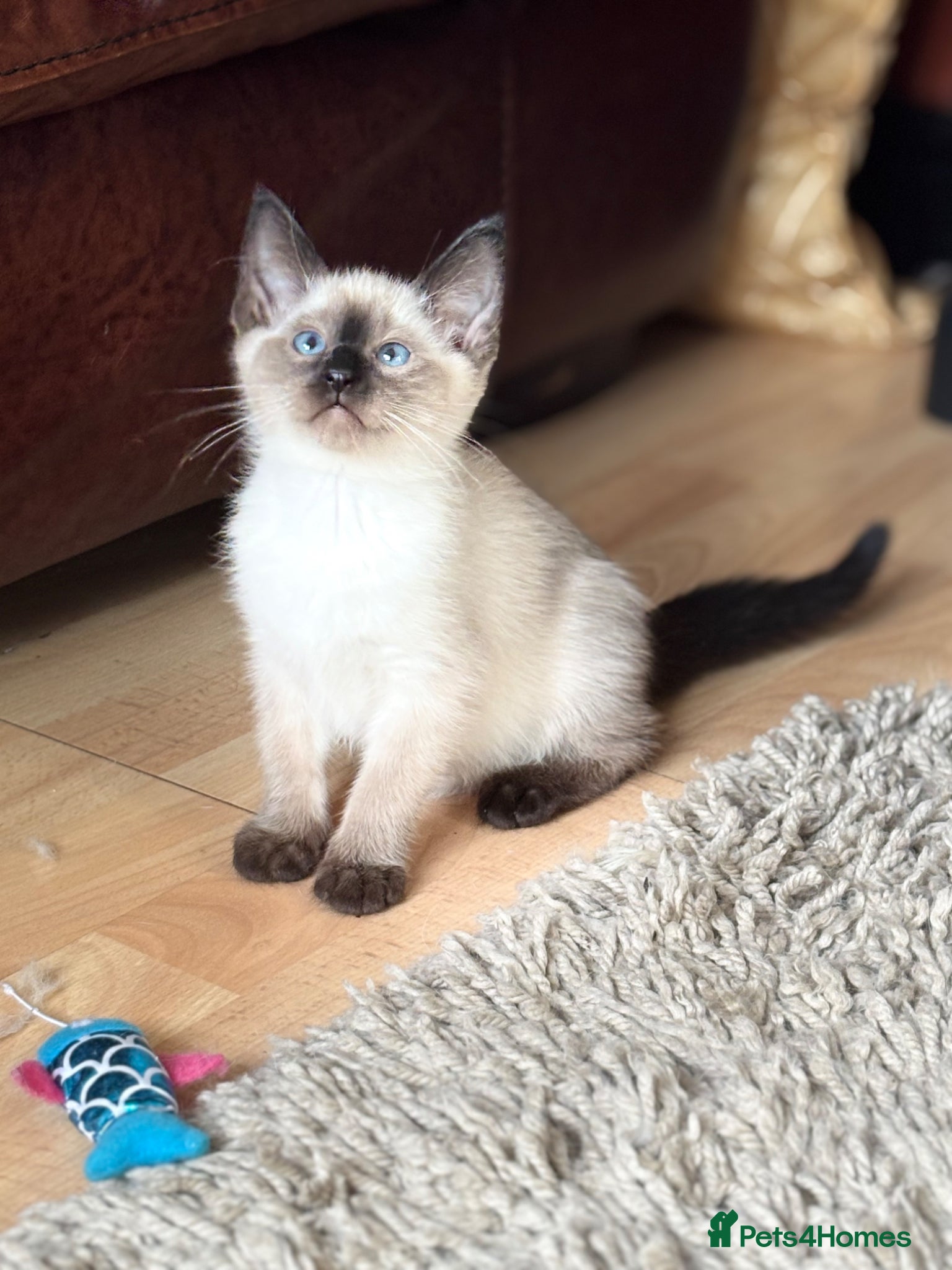 Siamese cats for sale: Stunning Siamese kittens  - Advert 4