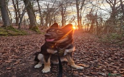 Mixed Breed dogs for sale: Handsome boy to good home - Image 7