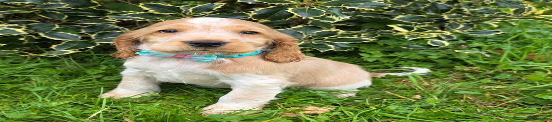 Cocker Spaniel Puppy 5