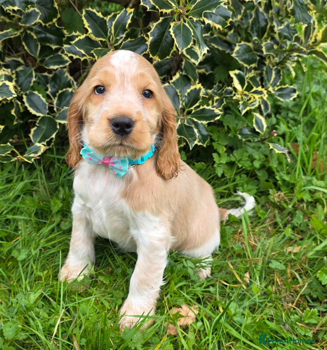 Cocker Spaniel dogs for sale: KC Registered Show Type Cocker Spaniels  - Image 6