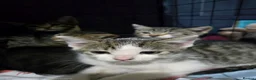Turkish Angora cats for sale: Stunning Kittens ready for loving homess  - Advert 2