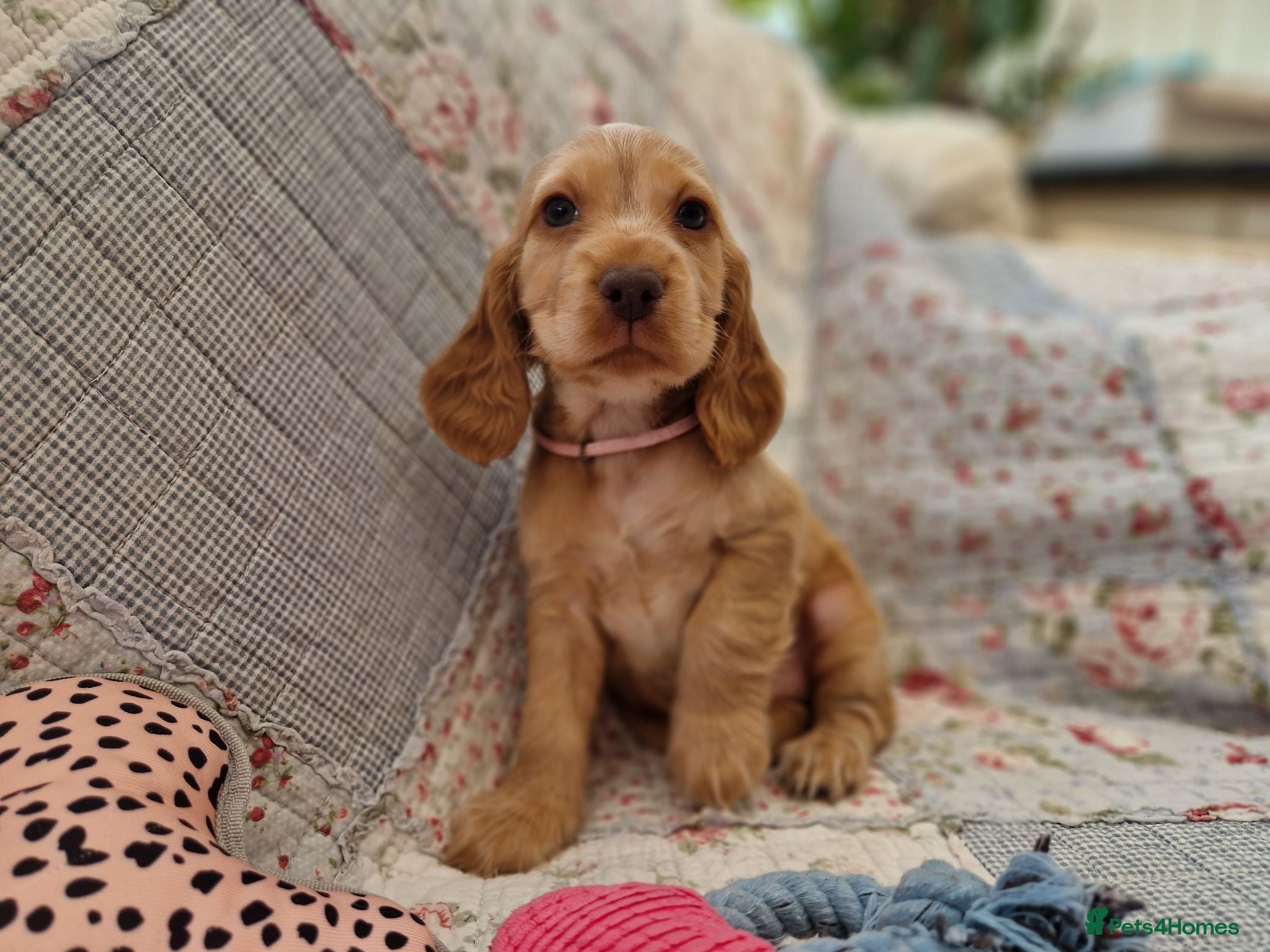 Cocker Spaniel dogs KC Pedigree Show Cocker Spaniel Puppies - Advert 2