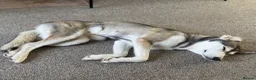 Siberian Husky dogs for sale: 19 month old Siberian husky  - Advert 2