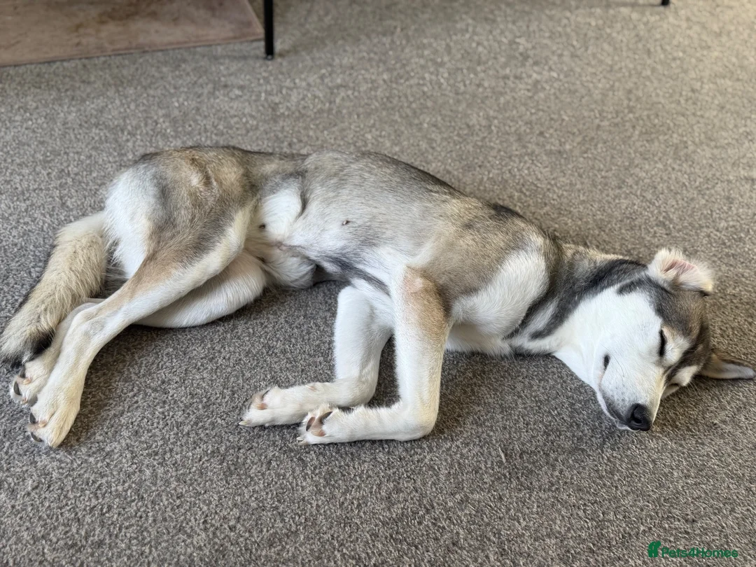 Siberian Husky dogs for sale: 19 month old Siberian husky  - Advert 2