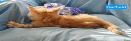 Maine Coon cats for sale: Pure maincoons ready 17/10/26 in Market Drayton - Advert 33