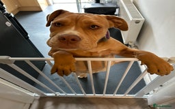Olde English Bulldogge dogs for sale: Female old English - Image 3