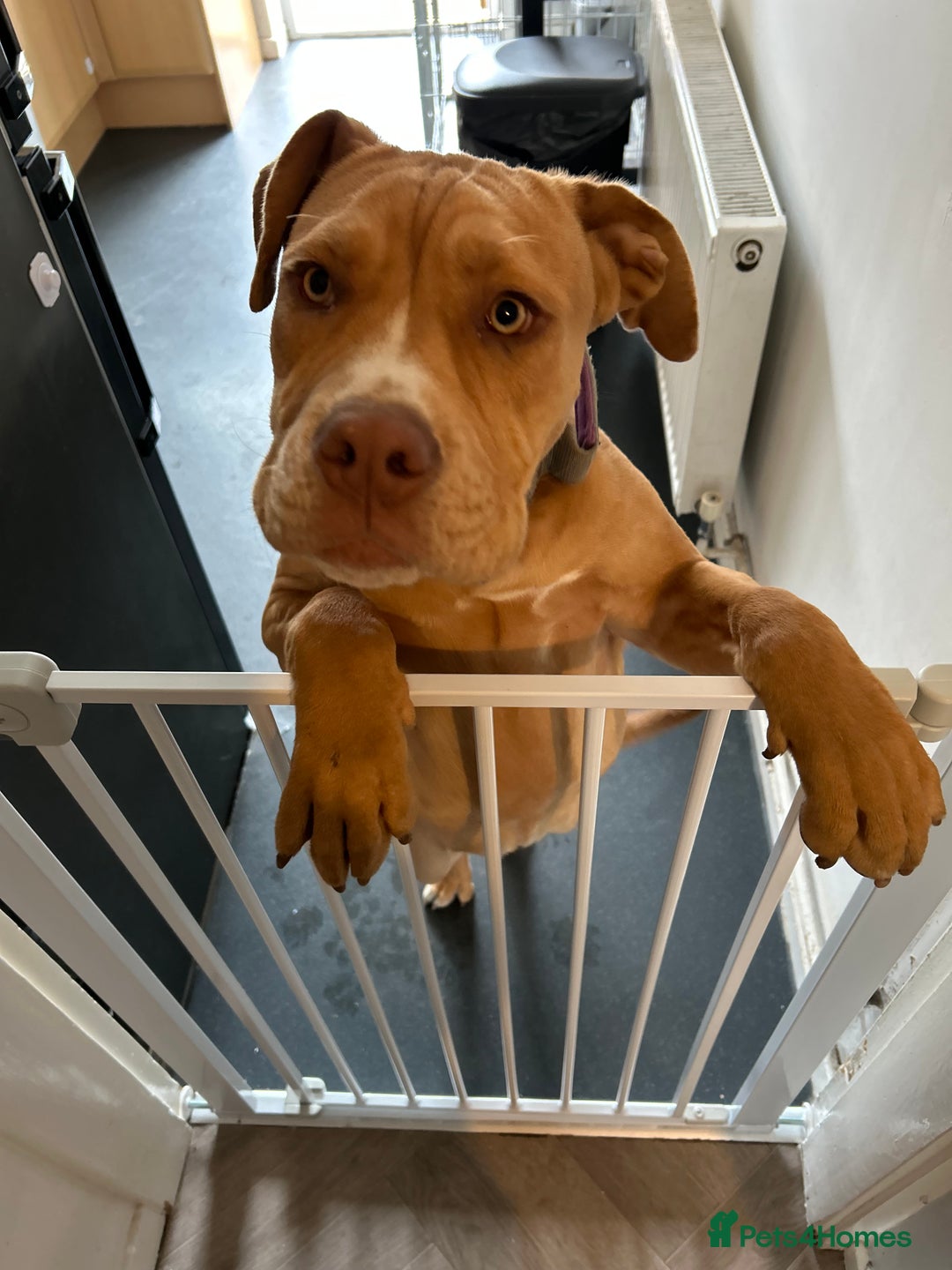 Olde English Bulldogge dogs for sale: Female old English - Image 3