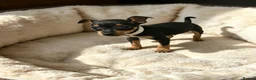 Miniature Pinscher dogs for sale: Stunning Miniature Pinscher Puppies–3Girls & 2Boys - Advert 5