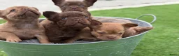 French Bulldog dogs for sale: Fluffy Frenchies 2 girls ready - Advert 10