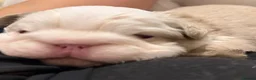 French Bulldog dogs for sale: Two caramel pink husky frenchies  - Advert 4