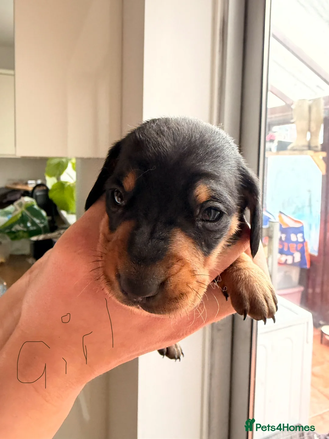 Miniature Dachshund dogs for sale: Miniature Dachshund pups KC reg pra cord1 clear - Advert 19
