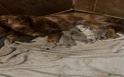 Miniature Dachshund dogs for sale: 5 long hair miniature dachshund  - Image 2