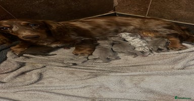 Miniature Dachshund dogs - Advert 3