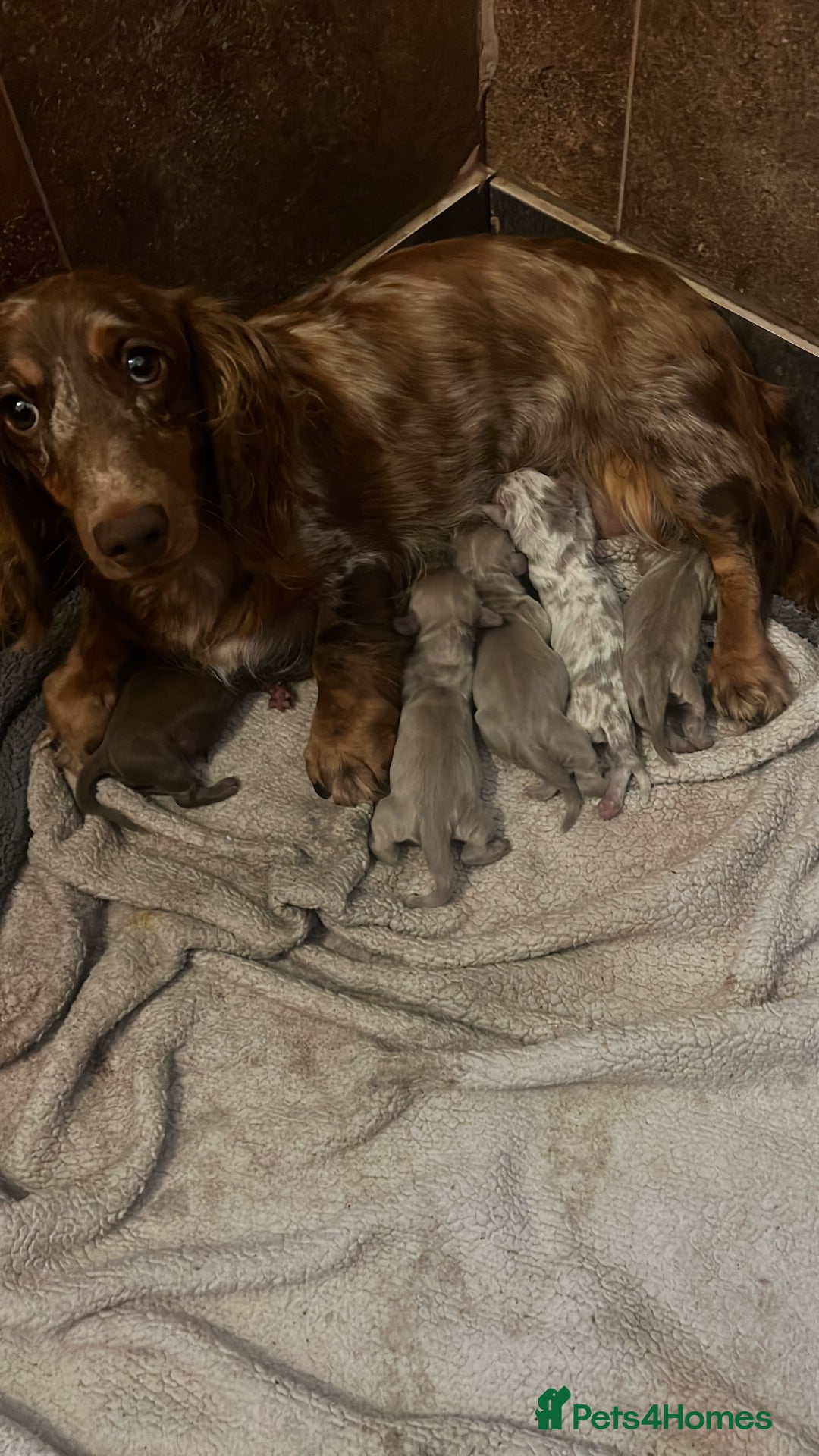 Miniature Dachshund dogs for sale: 5 long hair miniature dachshund  - Image 2