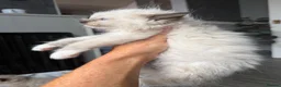 Ragdoll cats for sale: Beautiful pedigree ragdoll kittens  - Advert 26