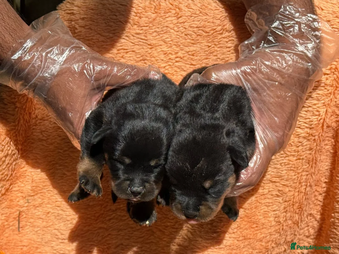 Rottweiler dogs for sale: Top quality kc reg Rottweiler pups german/serbian - Advert 1
