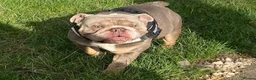 English Bulldog dogs for stud: 💚 KYLO 💚 - Advert 2