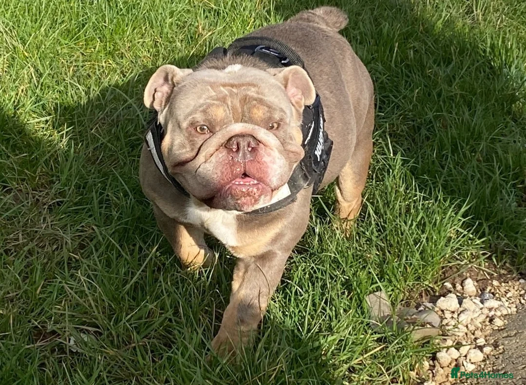 English Bulldog dogs for stud: 💚 KYLO 💚 - Advert 2