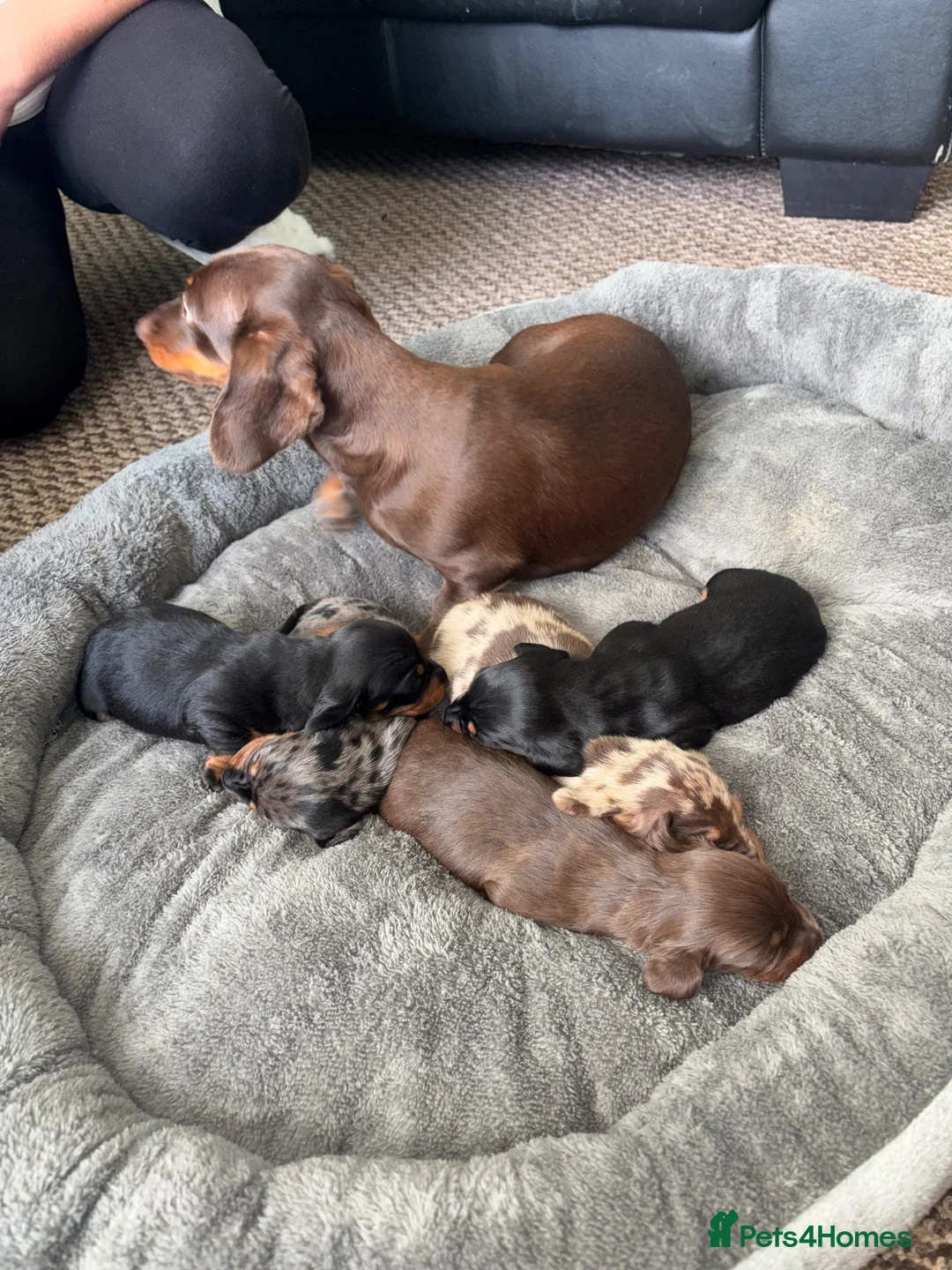 Dachshund dogs for sale: MINI dachshund LONG HAIRED 🐶 - Advert 1