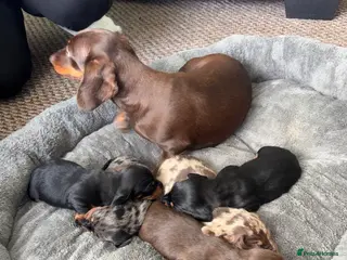 Dachshund dogs MINI dachshund LONG HAIRED 🐶 - Advert 1