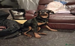Rottweiler dogs for sale: Beautiful female rottweiler puppy for sale - Image 3