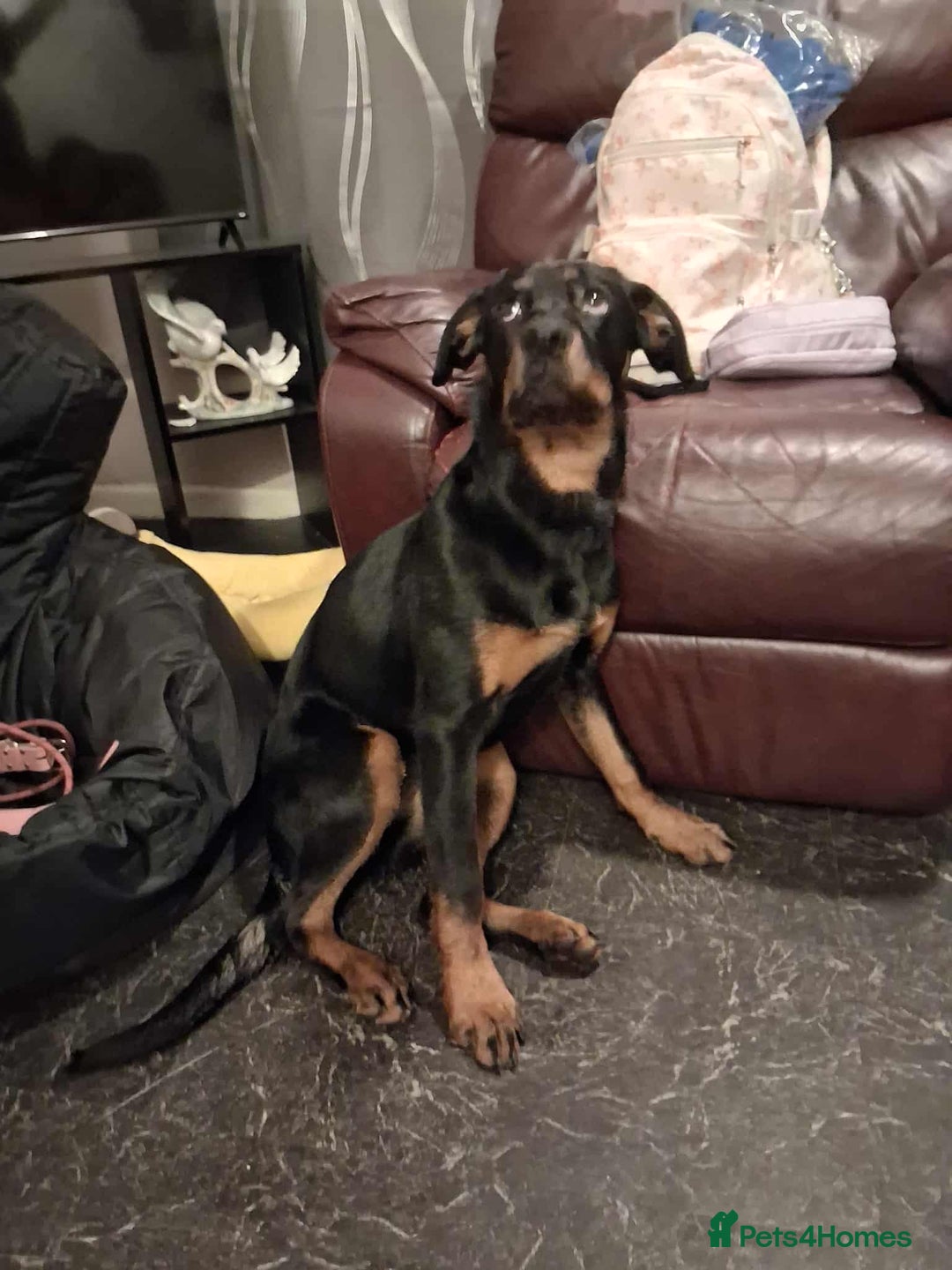 Rottweiler dogs for sale: Beautiful female rottweiler puppy for sale - Image 3