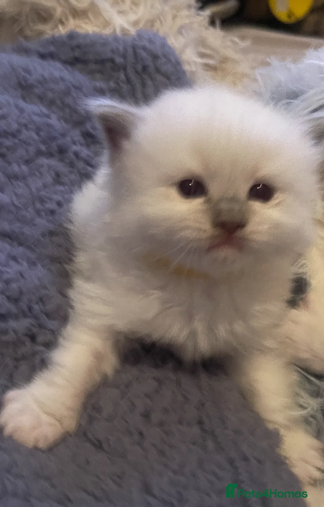 Ragdoll cats for sale: Pure Ragdolls stunning 😍  in Nottingham - Advert 4