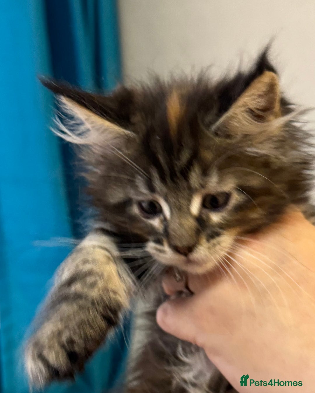Maine Coon cats for sale: Adorable pedigree Maine coon kittens - Advert 33